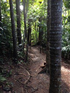 Rainforest path